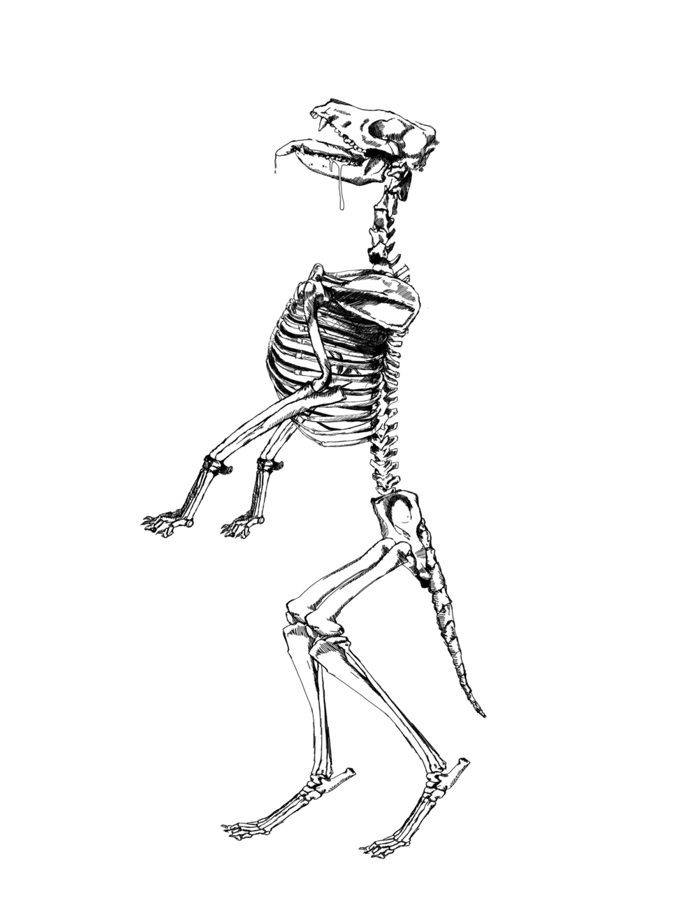 Zuzana Fajkusová - New dog 1