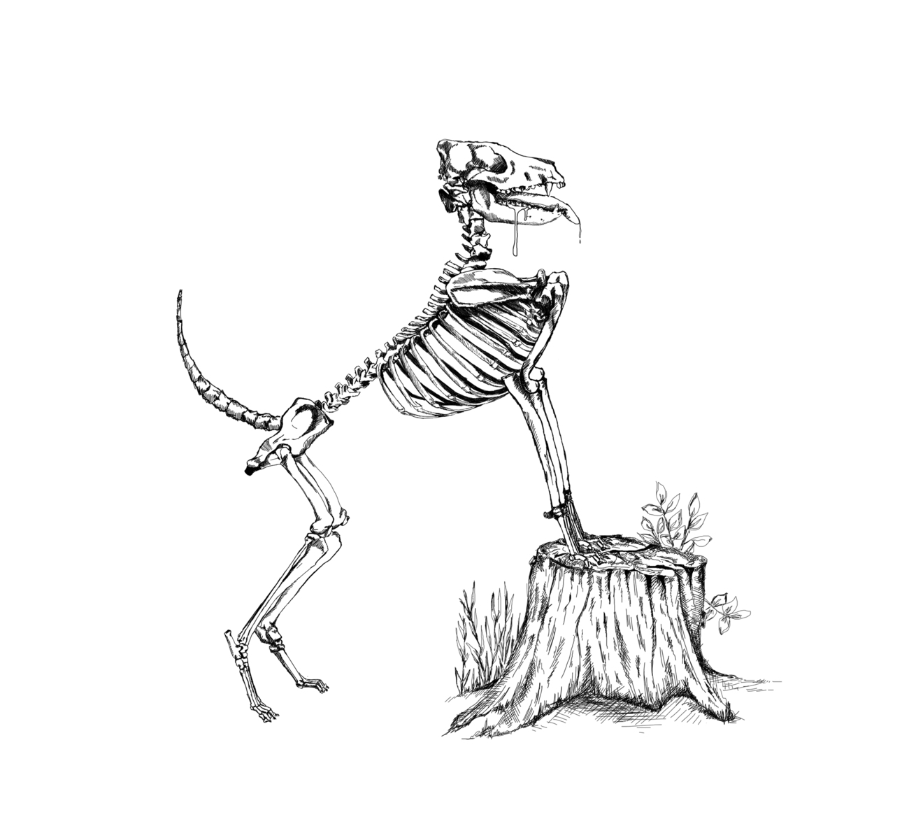 Zuzana Fajkusová - New dog 2